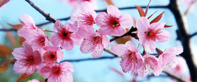 Flowers Gifts  Delivered to Canada